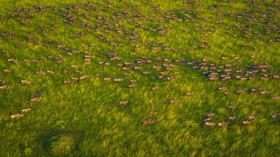 A large herd of wildebeest runs along the grassy plains of the Mara