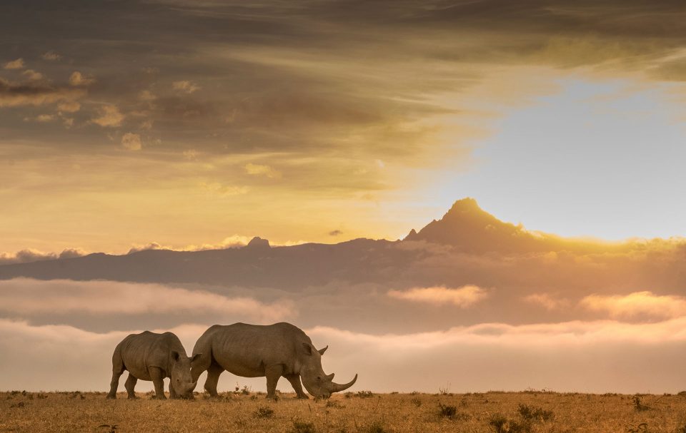 2 rhinos graze on the grass with the sun setting behind Mt Kenya