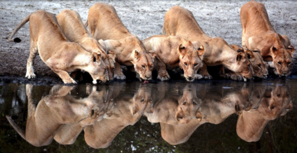 Lions drinking with reflection