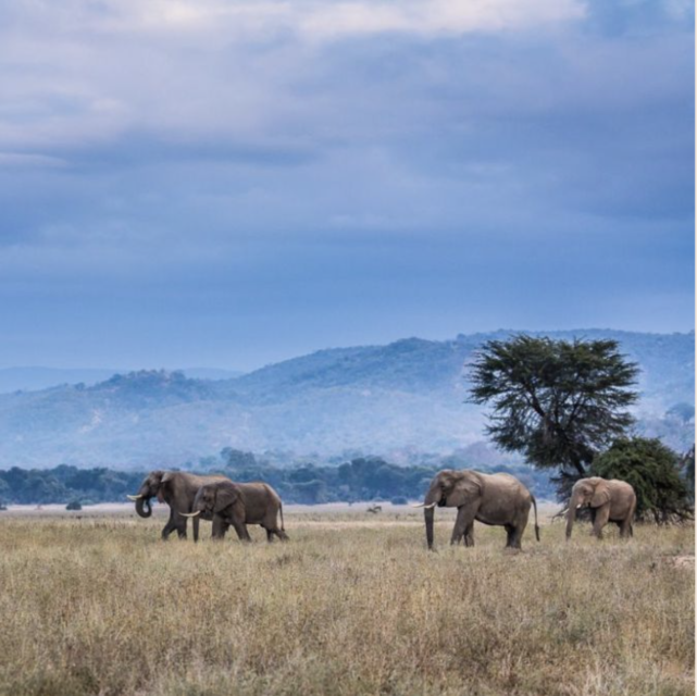 Lower Zambezi elephants
