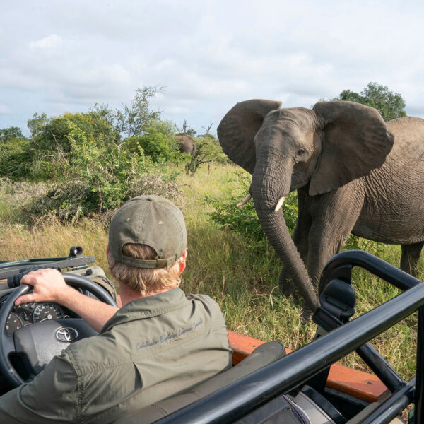 tanda tula elephant up close on game drive (charlotte arthun)