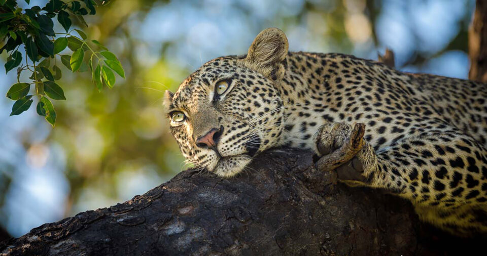 A male leopard sleeps in a tree