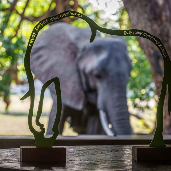 the bushcamp company mfuwe lodge never forget the elephants