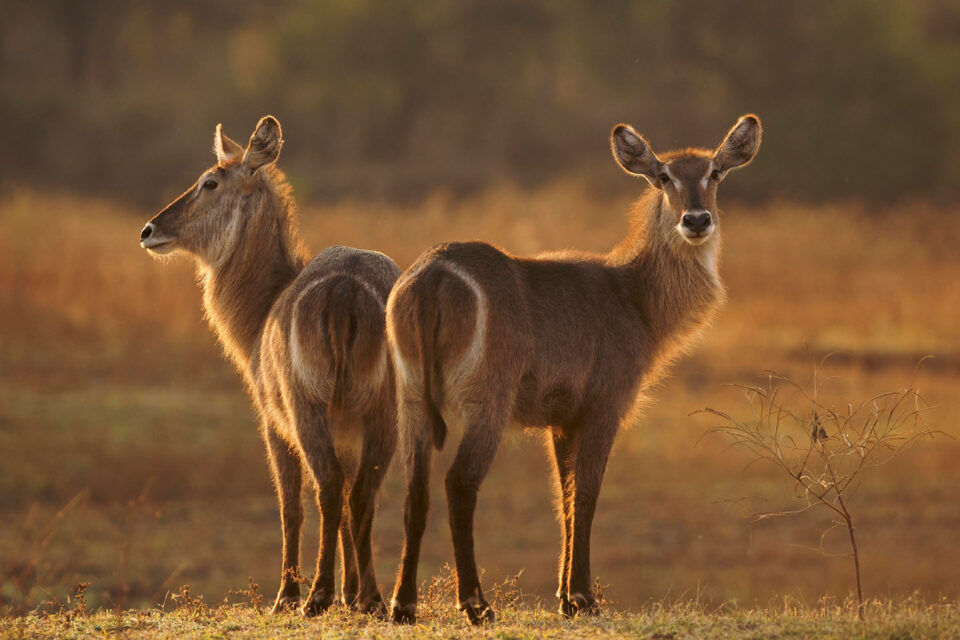 Two antelope staring at the camera
