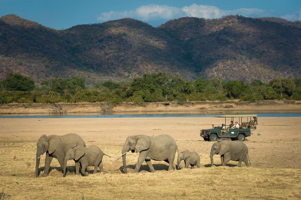 Guests follow a herd of elephants from a vehicle