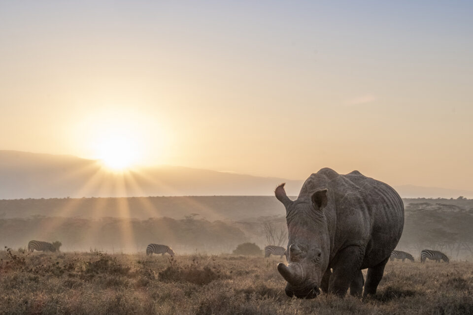 the safari collection solio lodge wildlife rhino & zebra 1 (robin moore)