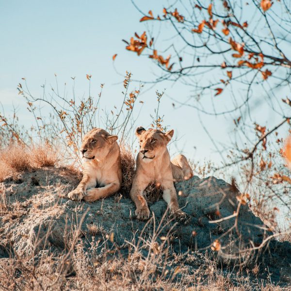 Two lions perched on a rock