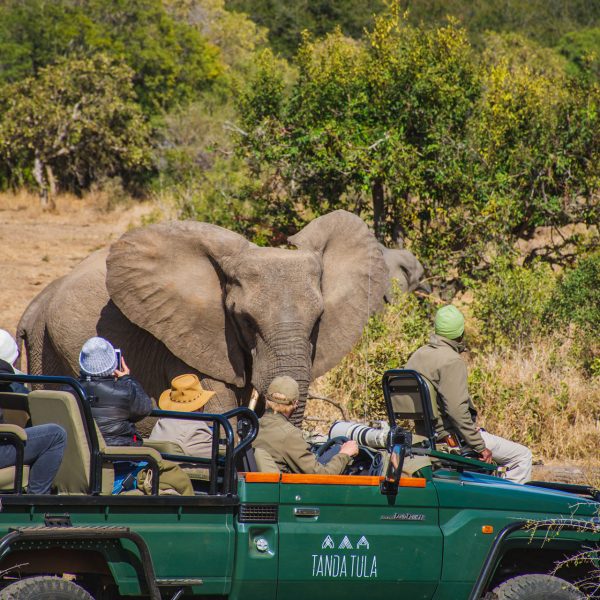 Game viewing and an elephant moment with expert guides and trackers