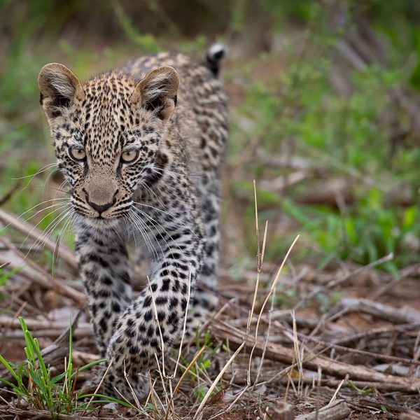 A leopard slowly stalks through the grass