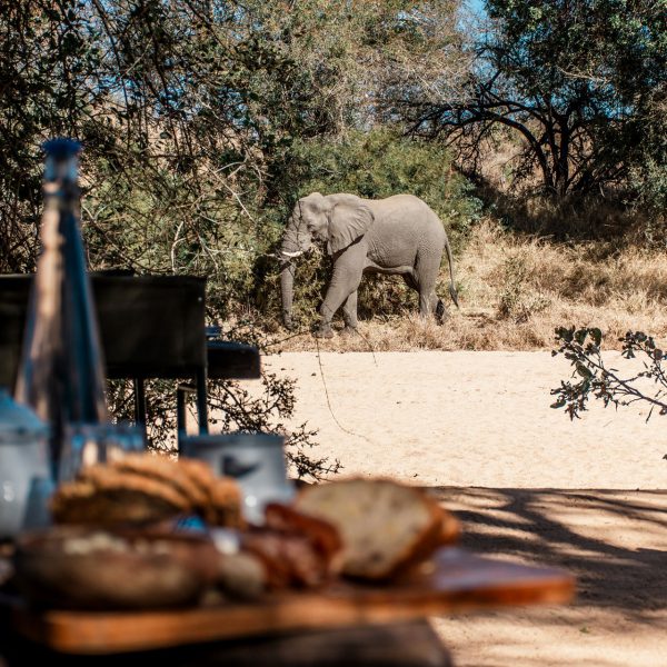 An elephant walks just beyond the bush breakfast location