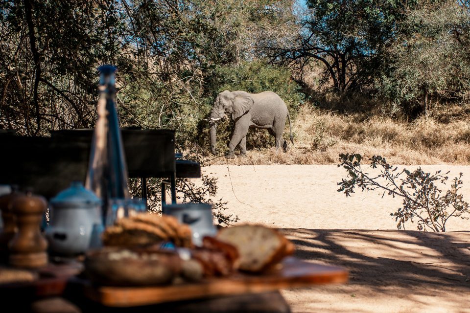An elephant walks just beyond the bush breakfast location