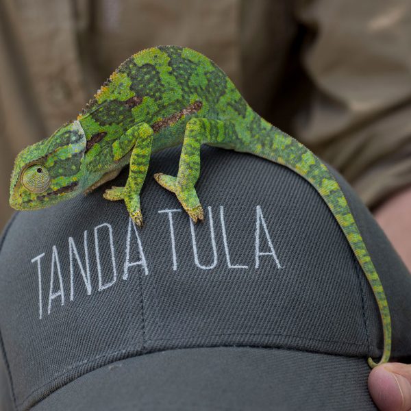 A chameleon poses on a Tanda Tula safari hat.