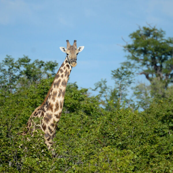 A giraffe looking above the trees