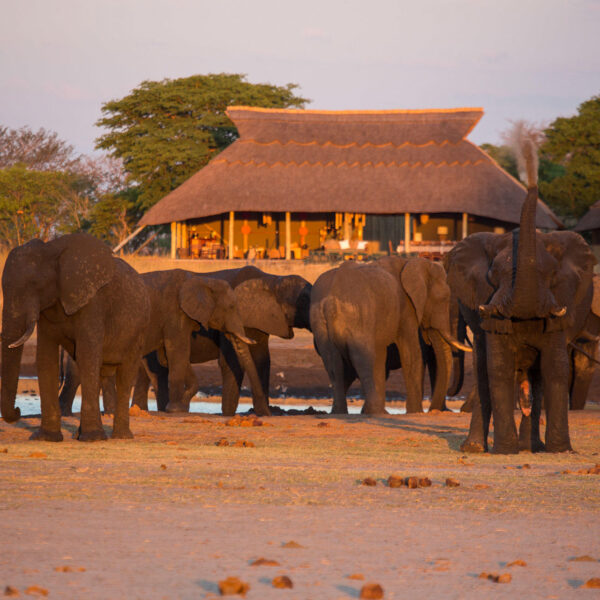 A herd of elephants drink from the water hole in front of the camp