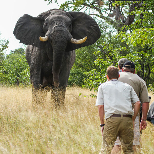 Guests on a walking safari watch an elephant
