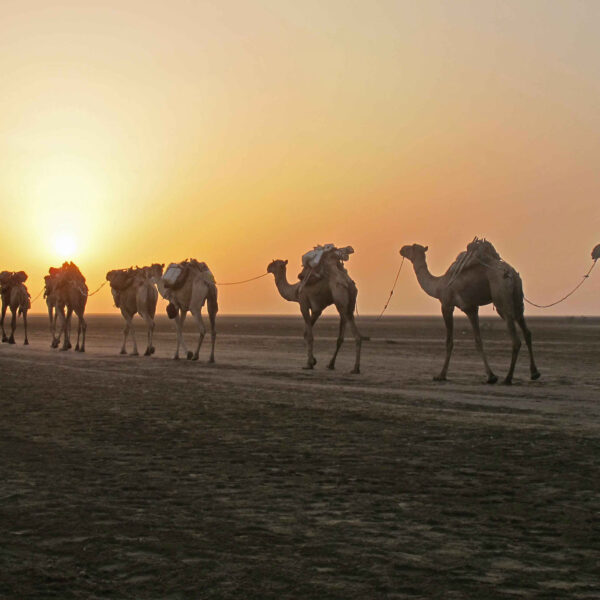 Camel train at sunset