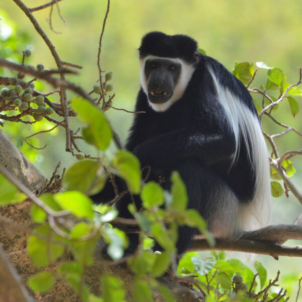 A colobus monkey sits in a tree eating