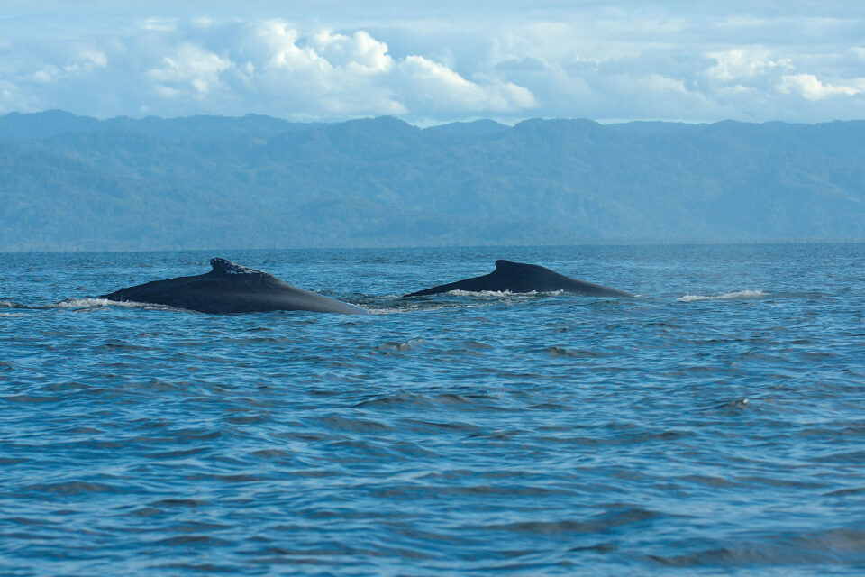 Humpback Whales pass by the coastline