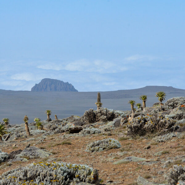 Landscape of the bale mountains