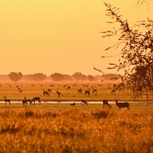 gorongosa safaris landscapes a glowing dusk through the plains