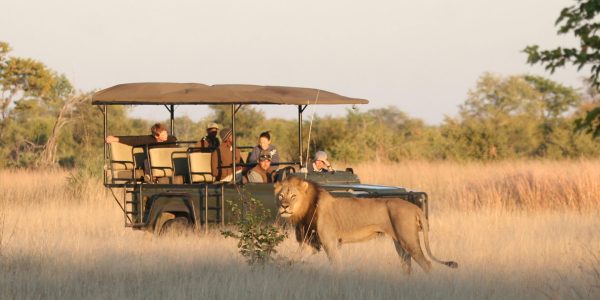 Guests on a game drive look at a lion