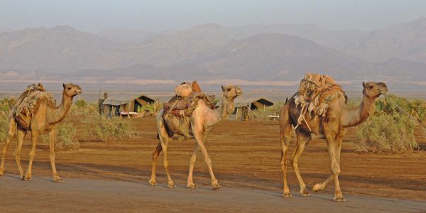 Three camels walking in front of camp