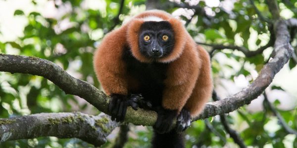 A Red Ruffed Lemur staring into the camera