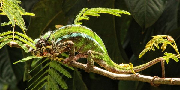 A Panther Chameleon