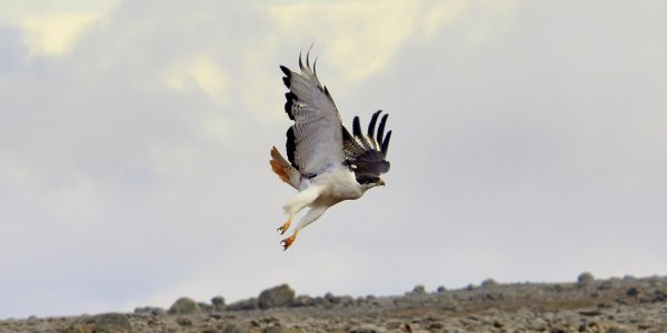 A mountain hawk takes flight