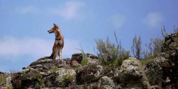 WILD-EXPEDITIONS---WOLVES-Bale-Mountains---Wolf-Skyline-(Graeme-Lemon)